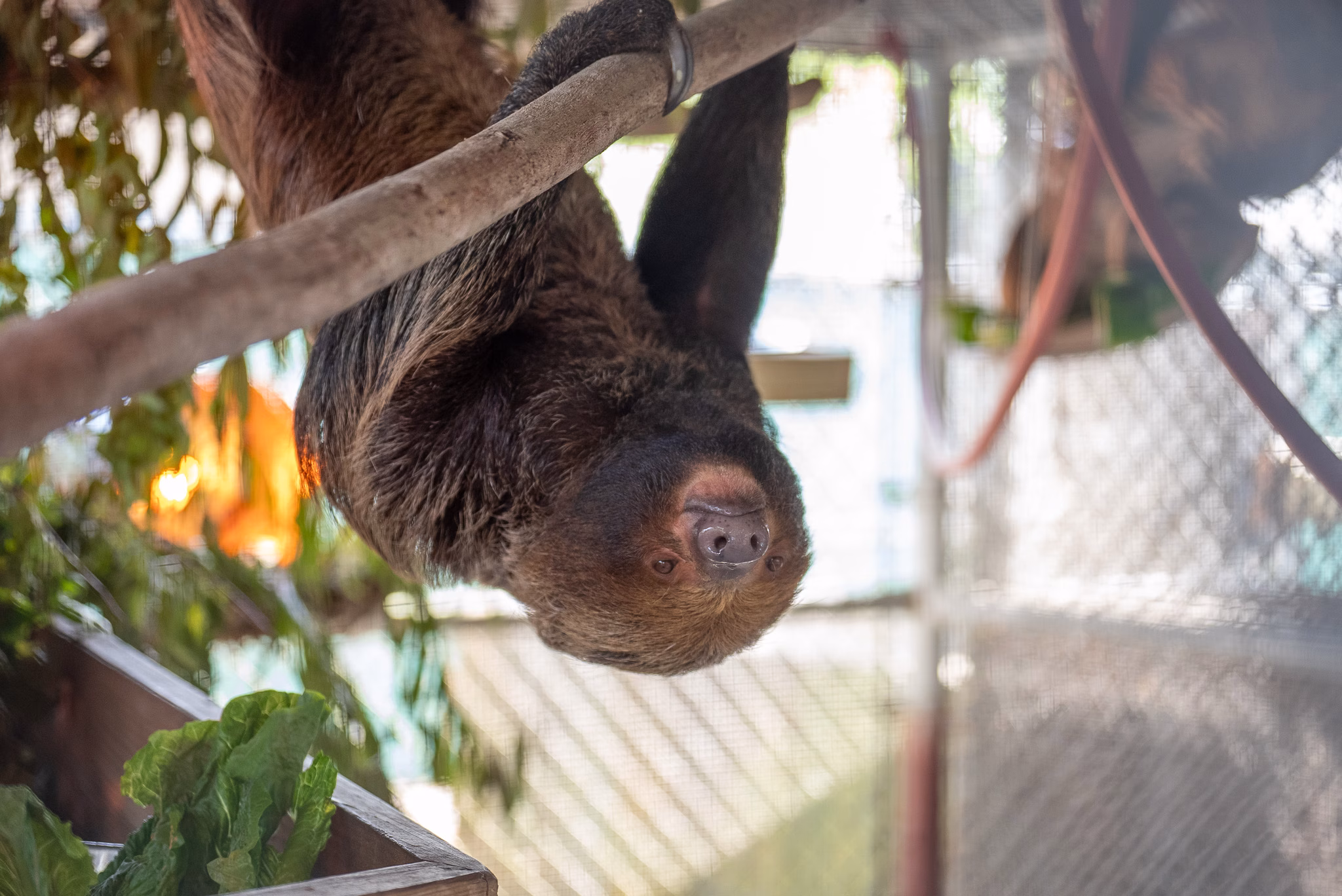 Sloth World investigation closes with no charges, but Eskamani pushes for legal change